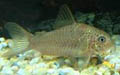 Corydoras polystictus